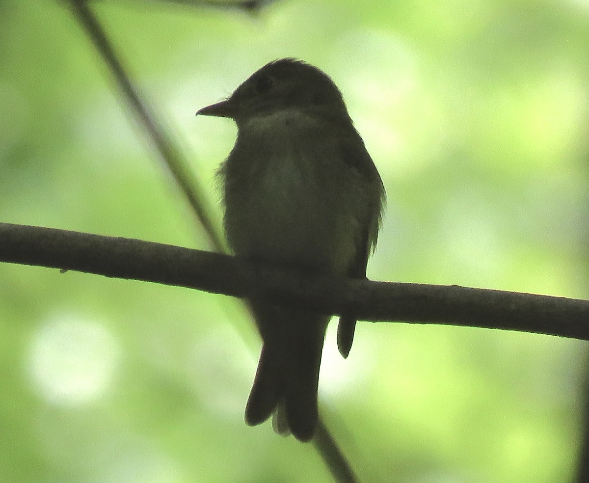 Acadian Flycatcher - ML619267104