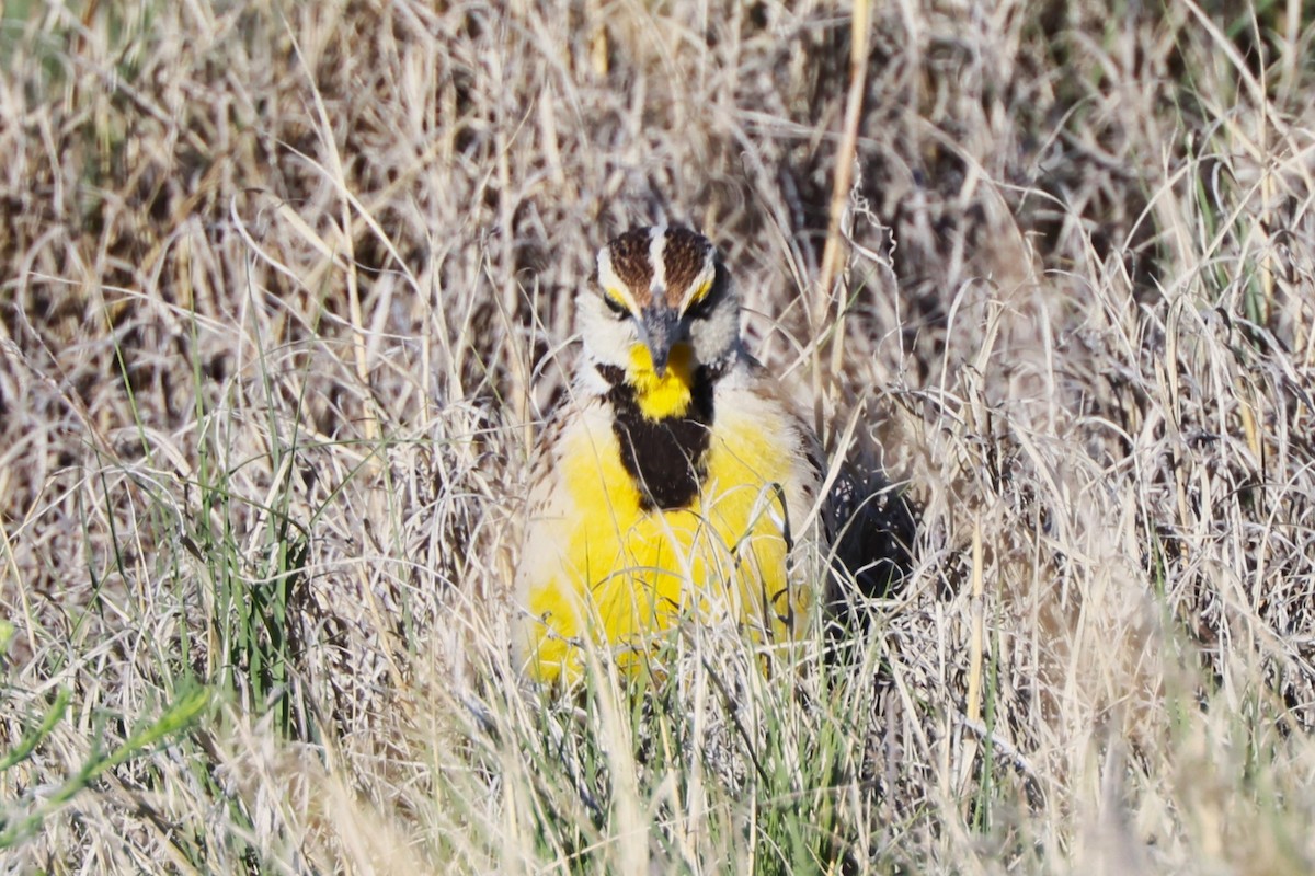 Chihuahuan Meadowlark - JOEL STEPHENS