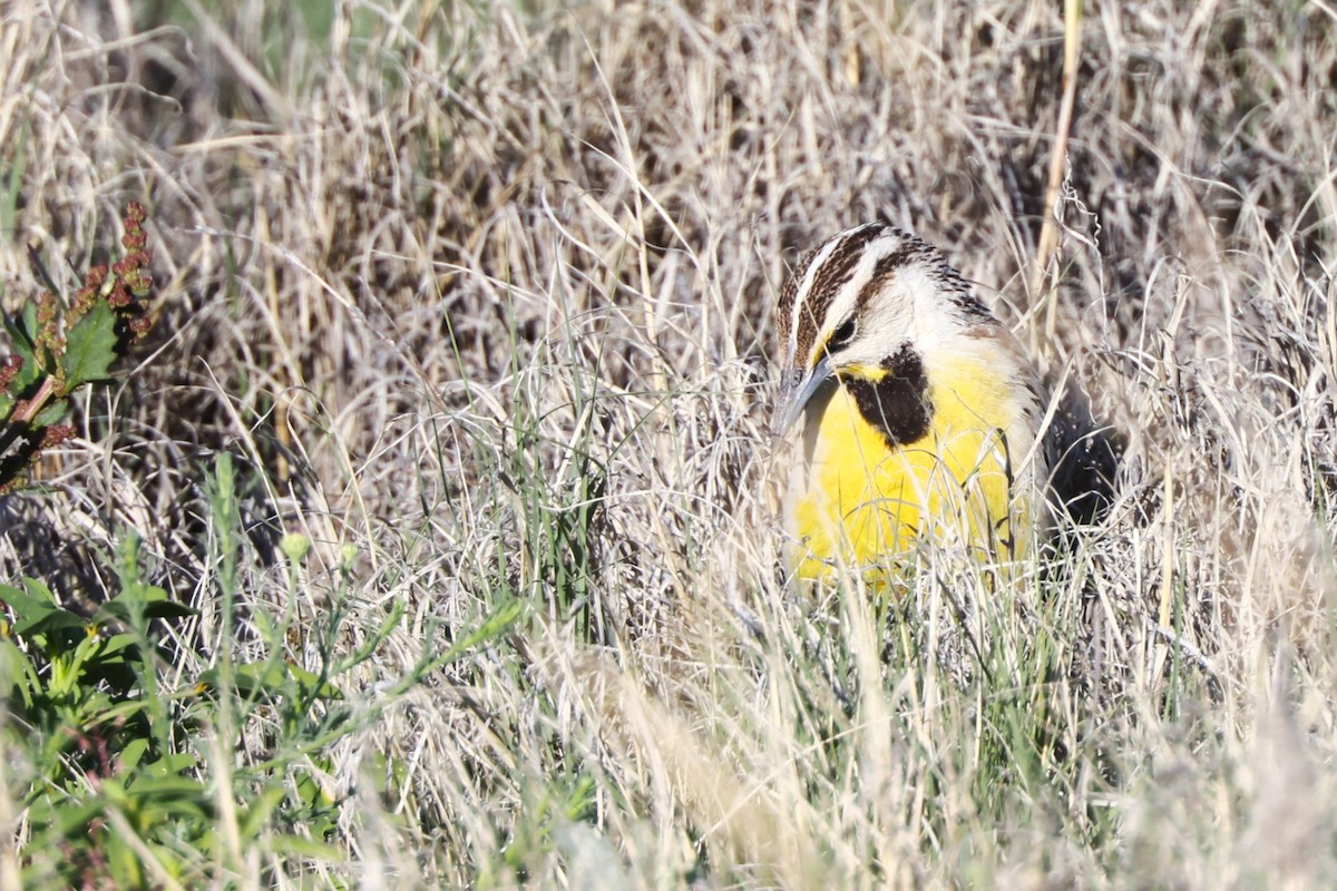 Chihuahuan Meadowlark - JOEL STEPHENS