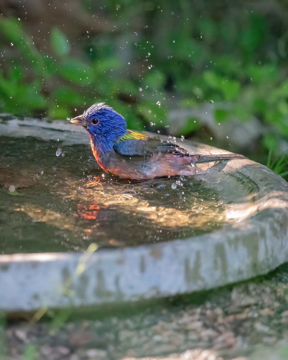 Painted Bunting - Matthew Bellew