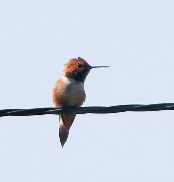 Rufous Hummingbird - Mark  Ludwick