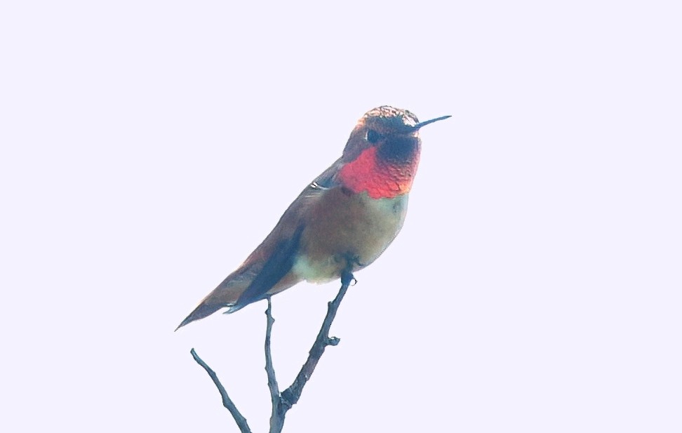 Rufous Hummingbird - Mark  Ludwick