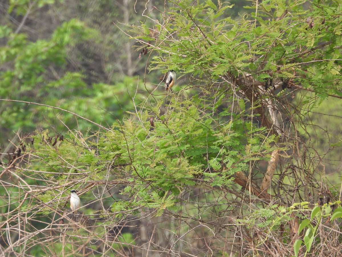 Long-tailed Shrike - Uma Vaijnath