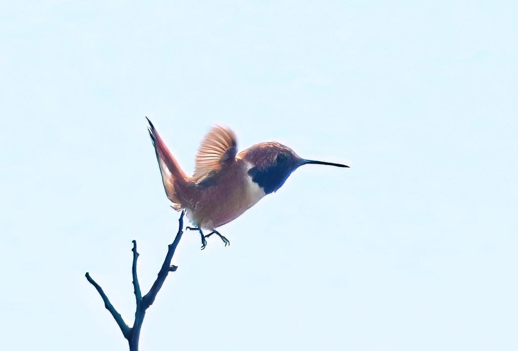 Rufous Hummingbird - Mark  Ludwick