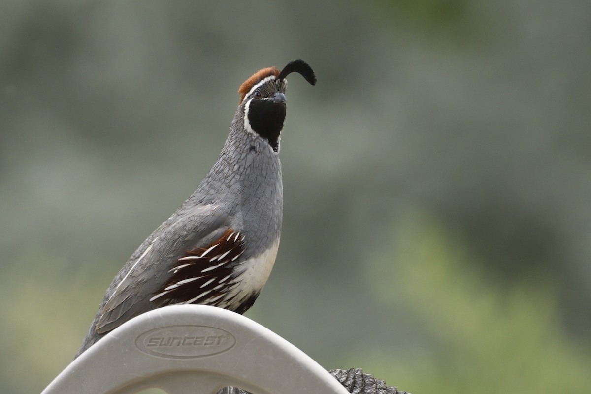 Gambel's Quail - Pat McGrane