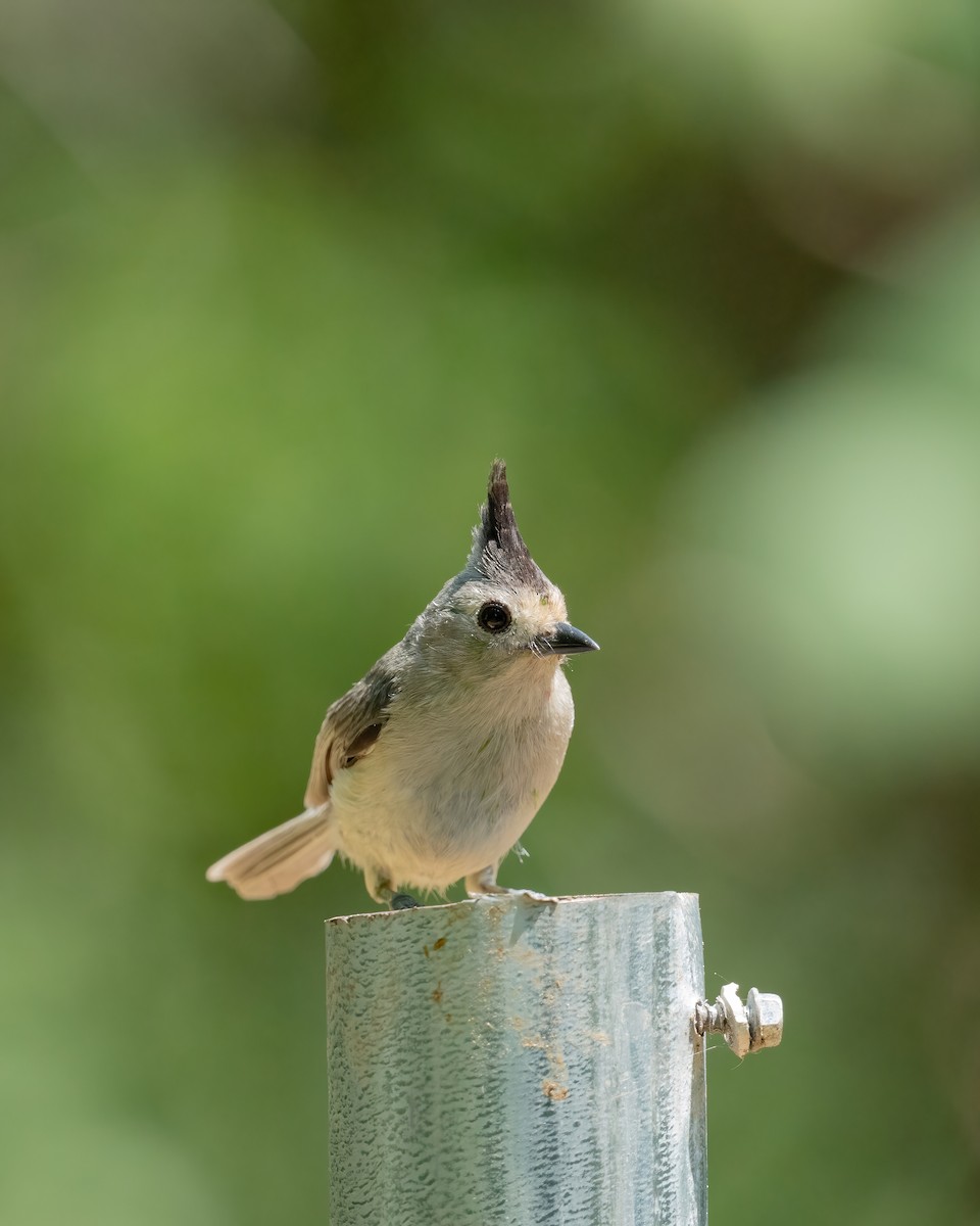 Black-crested Titmouse - Matthew Bellew