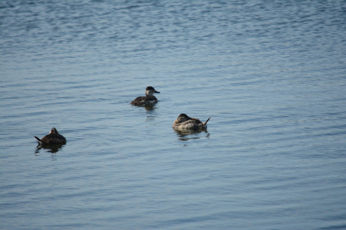 Ruddy Duck - ML619267208