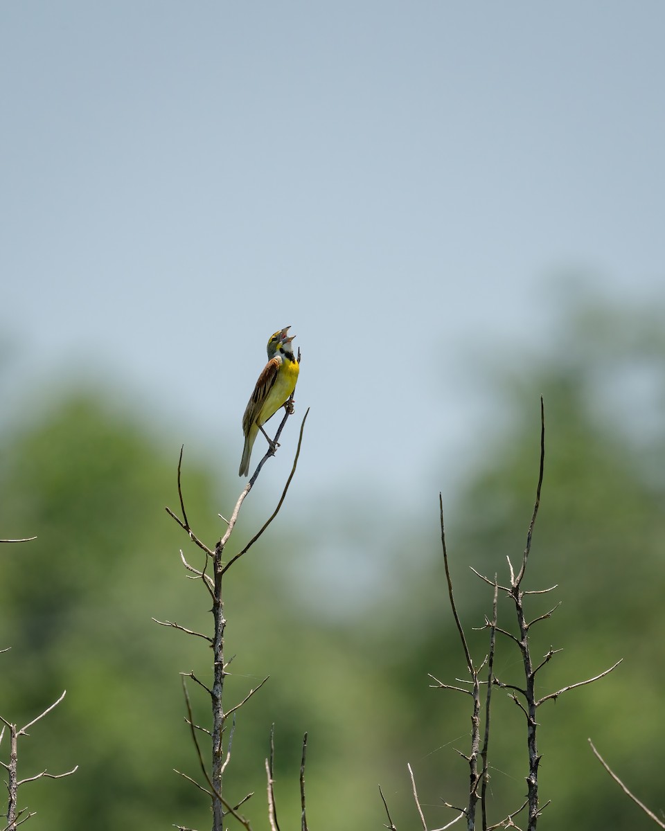 Dickcissel - Matthew Bellew