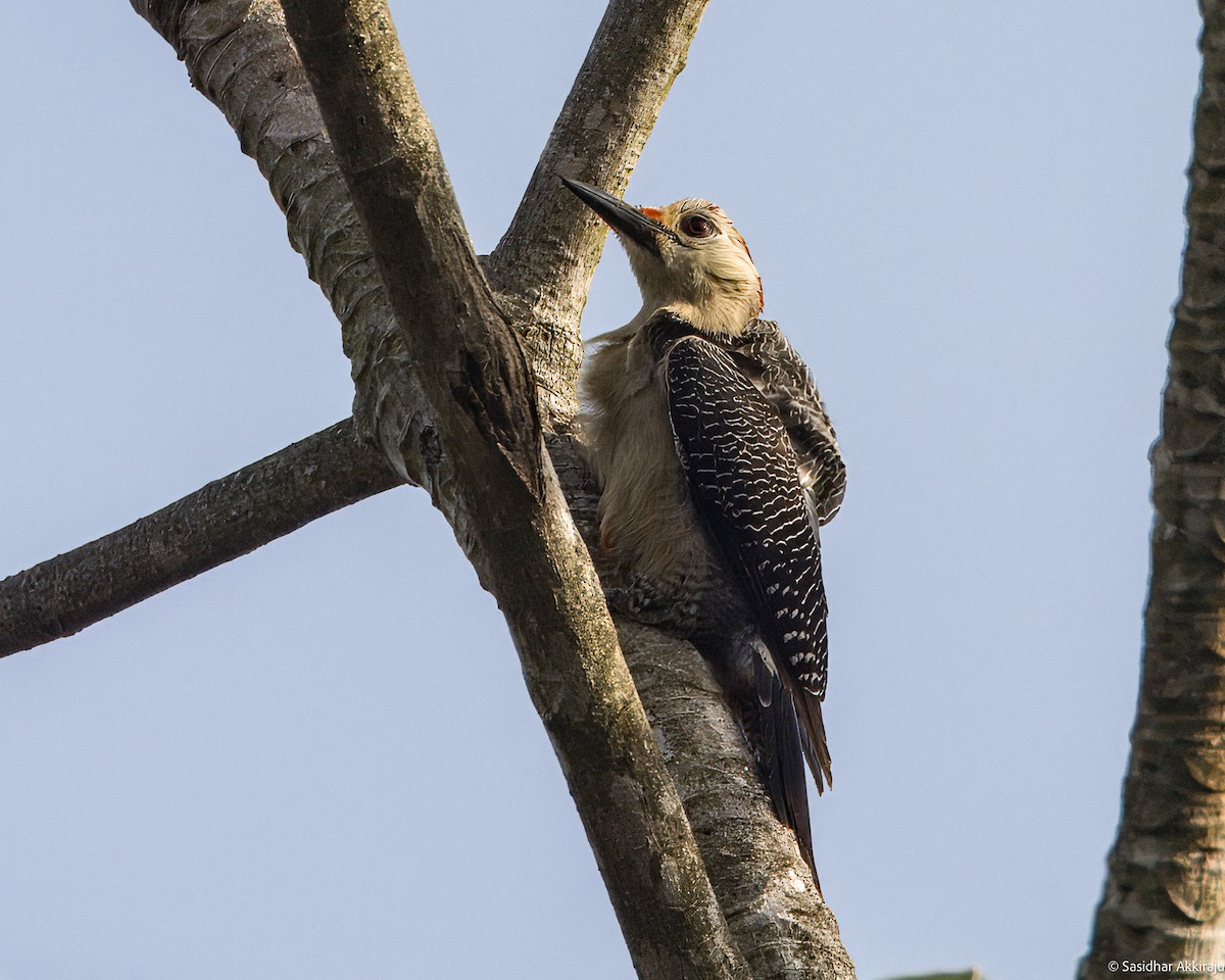 Golden-fronted Woodpecker - Sasi Akkiraju