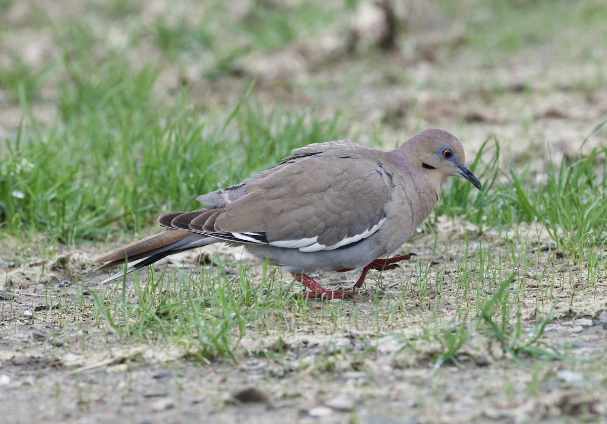 White-winged Dove - Christopher Veale