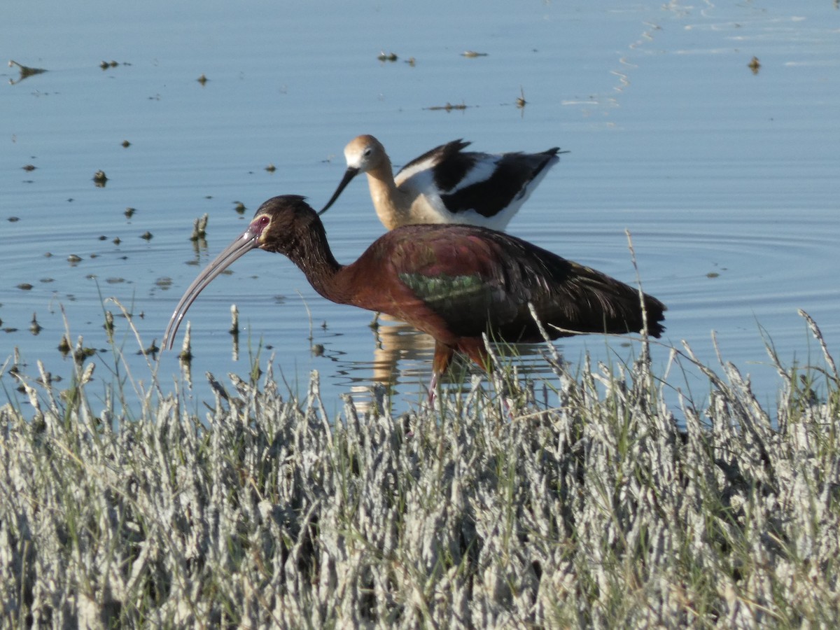 White-faced Ibis - Steven C and Emily B