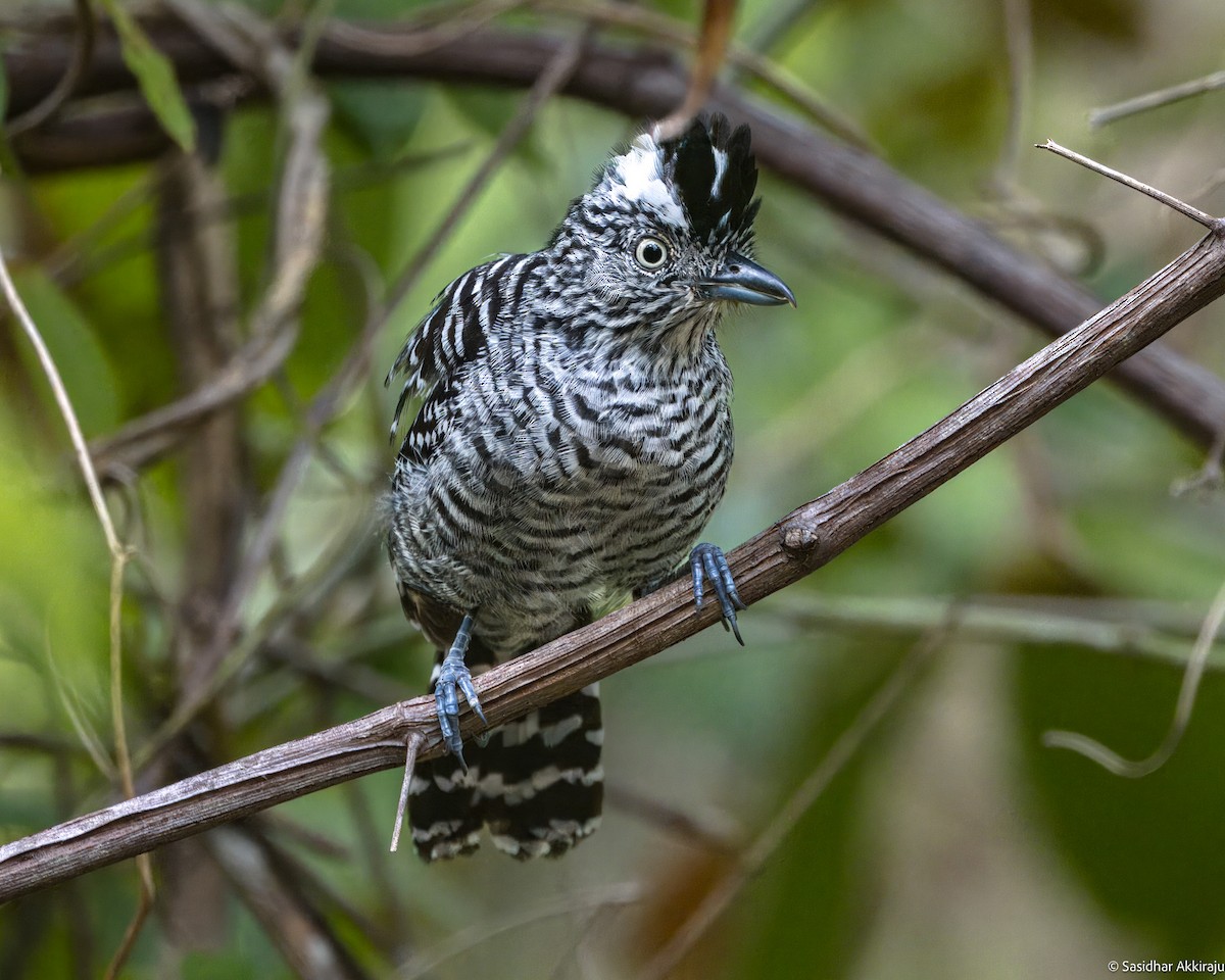 Barred Antshrike - Sasi Akkiraju