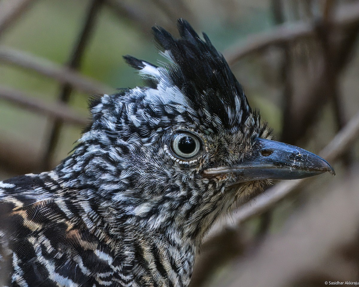 Barred Antshrike - Sasi Akkiraju