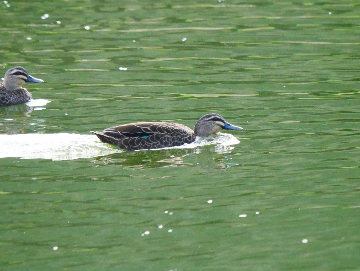 Canard à sourcils - ML619267261