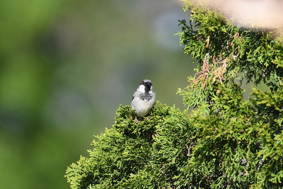 House Sparrow - jean pierre machet