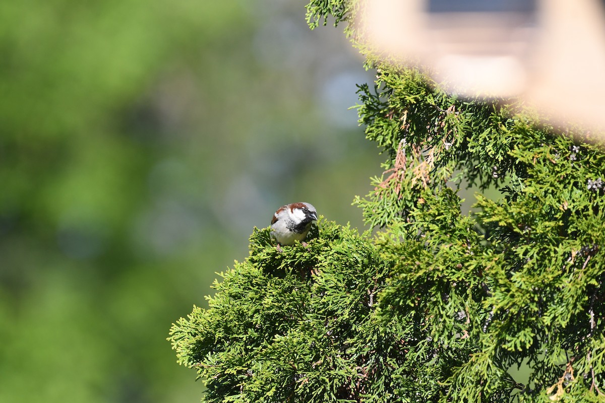 House Sparrow - jean pierre machet