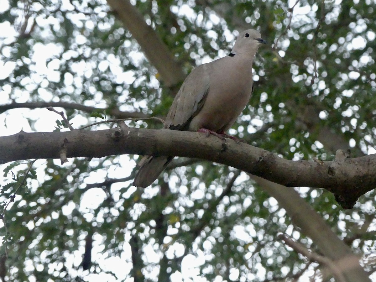 Eurasian Collared-Dove - Dennis Wolter