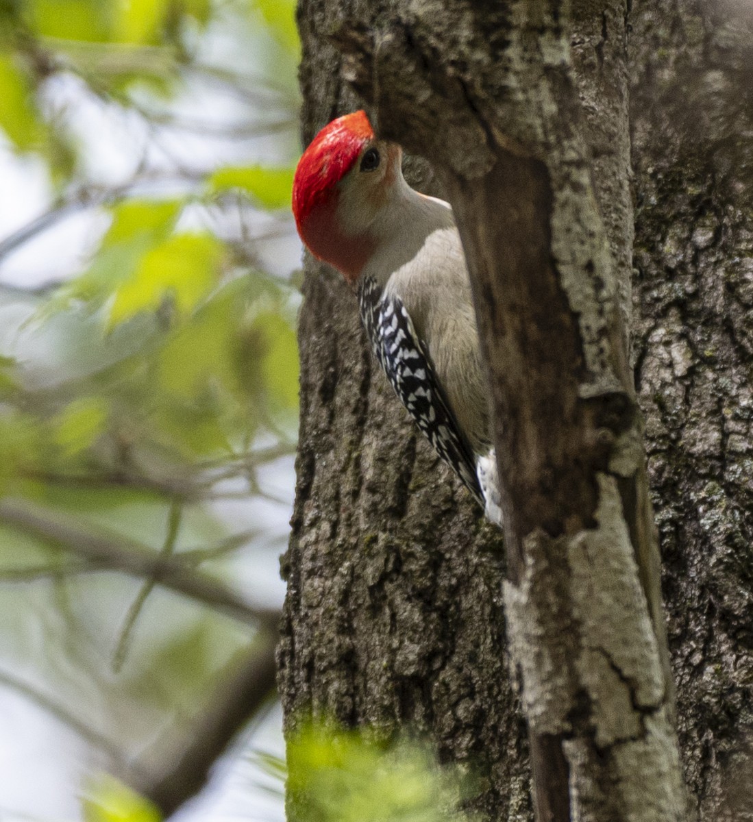 Red-bellied Woodpecker - ML619267307