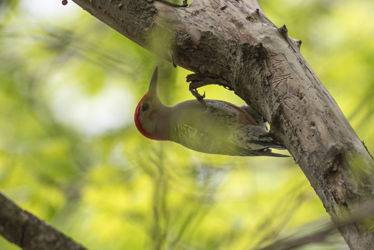 Red-bellied Woodpecker - ML619267309