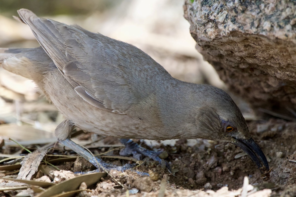 Curve-billed Thrasher - ML619267329