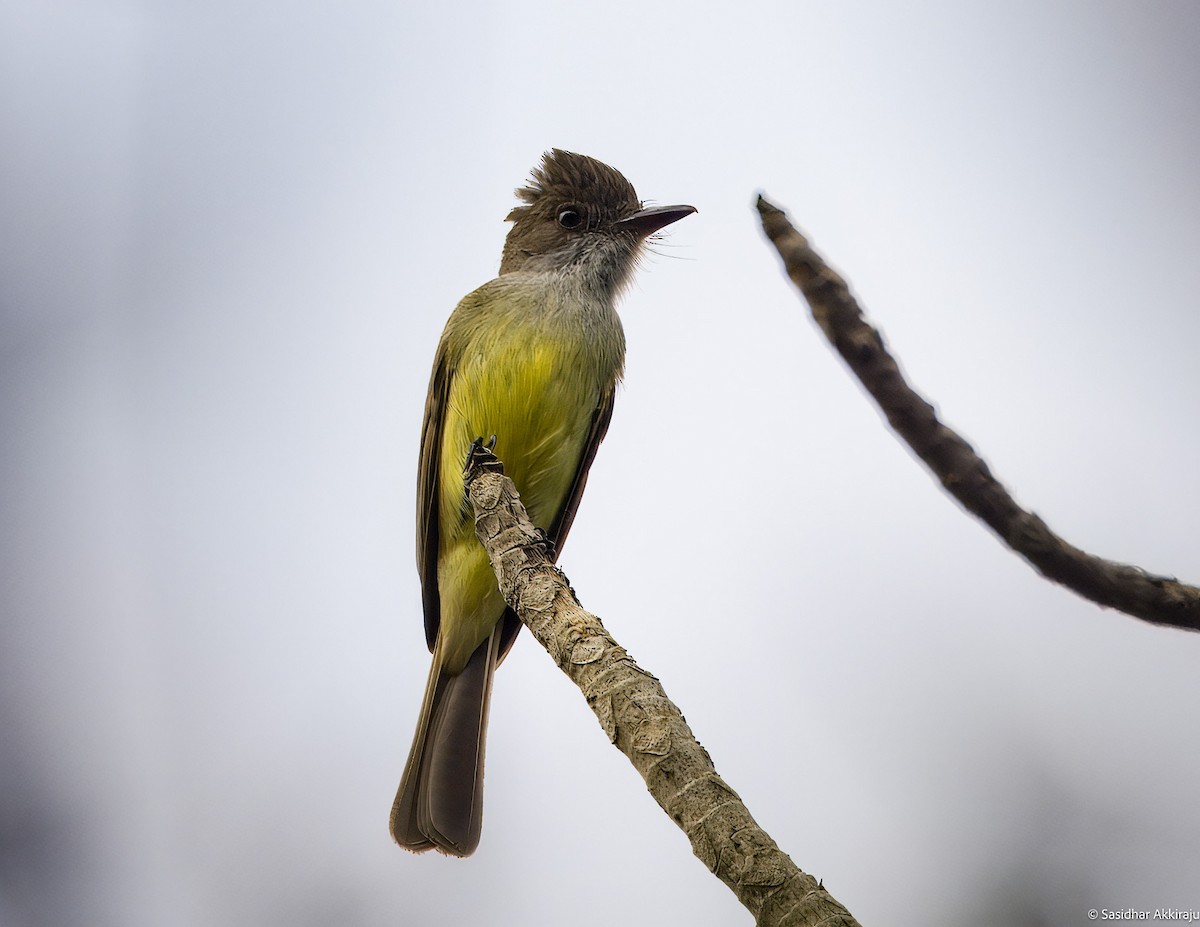 Dusky-capped Flycatcher - Sasi Akkiraju