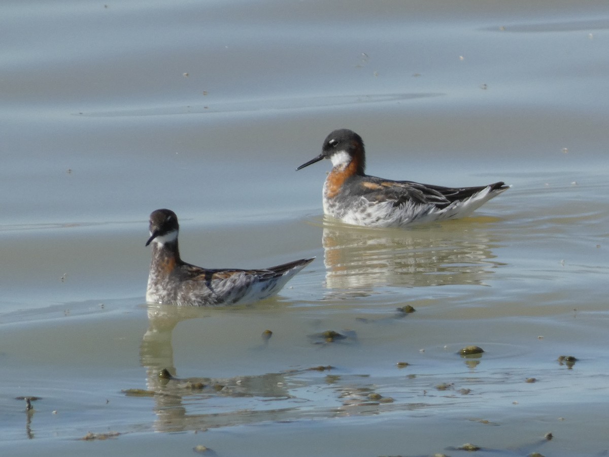 Red-necked Phalarope - ML619267353