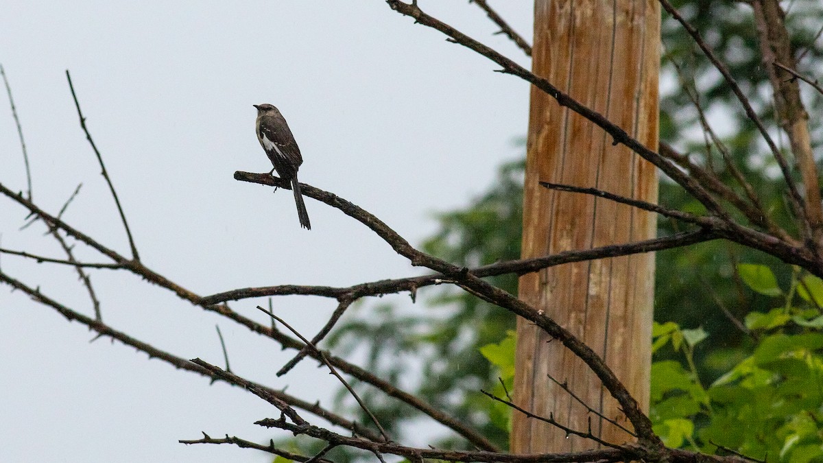 Northern Mockingbird - Todd Kiraly