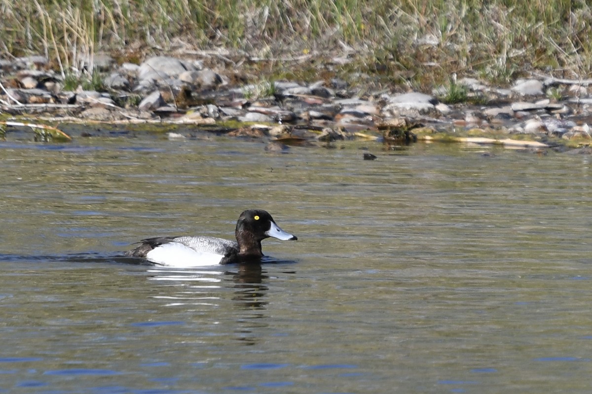 Greater Scaup - ML619267372