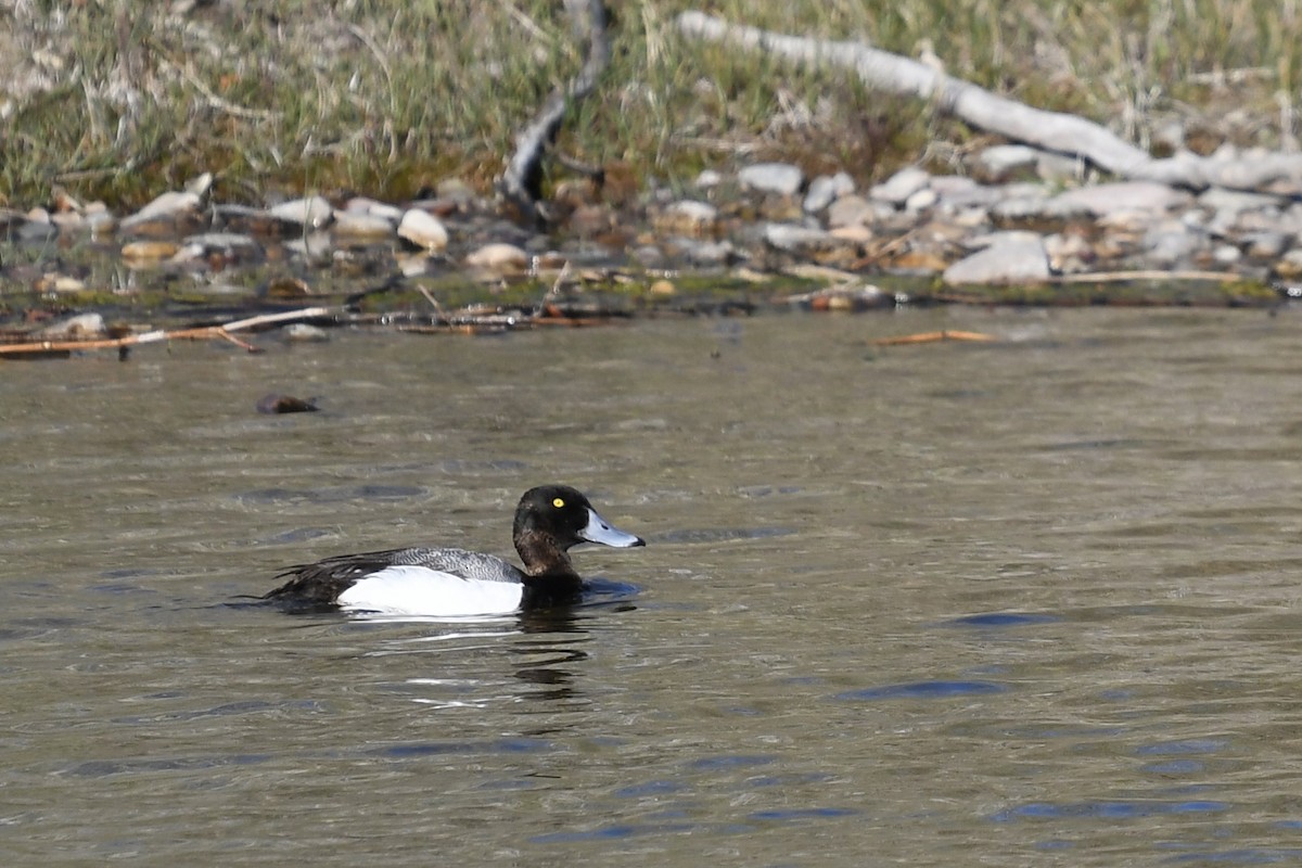 Greater Scaup - ML619267373