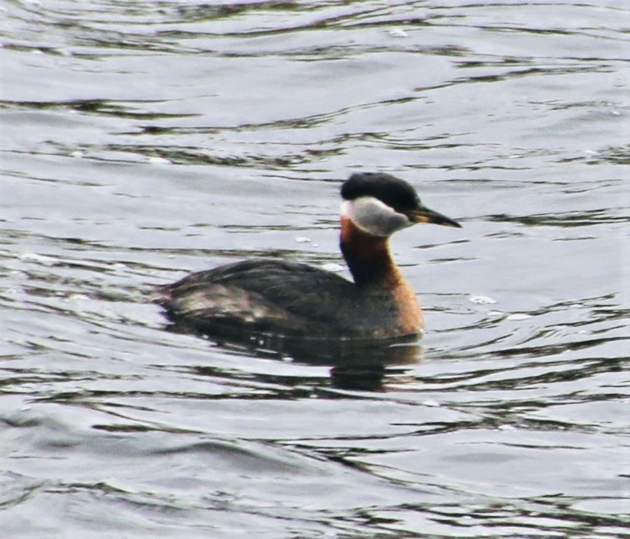 Red-necked Grebe - Stephanie Nyhof