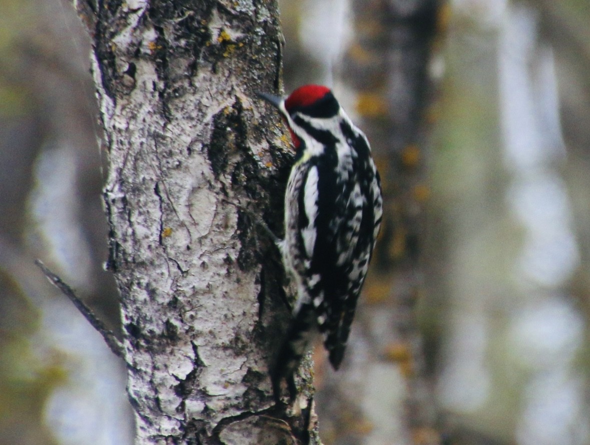 Yellow-bellied Sapsucker - ML619267389