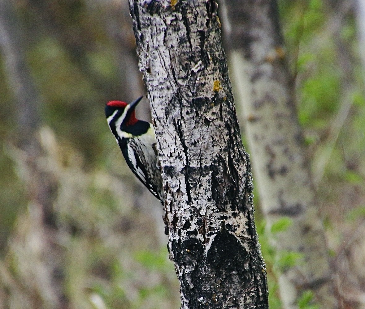 Yellow-bellied Sapsucker - Stephanie Nyhof