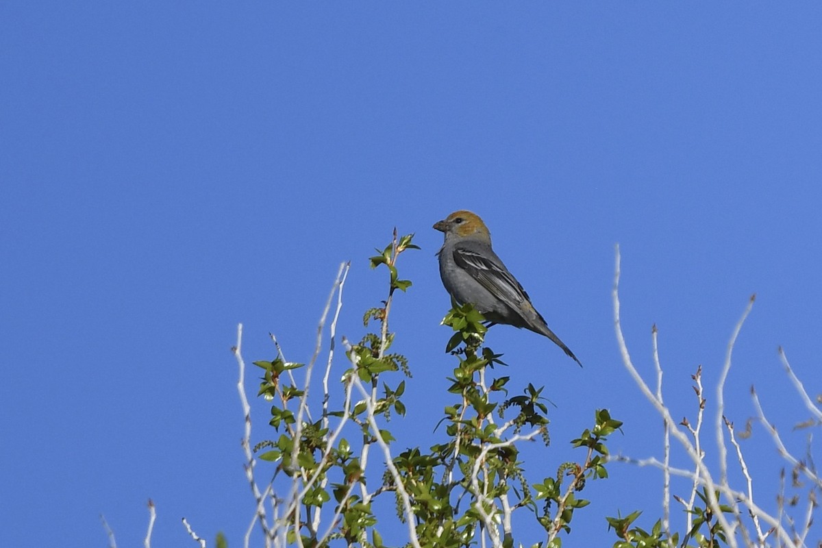 Pine Grosbeak - ML619267396