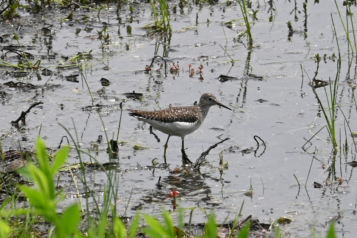 Solitary Sandpiper - Skylar Carson-Reynolds