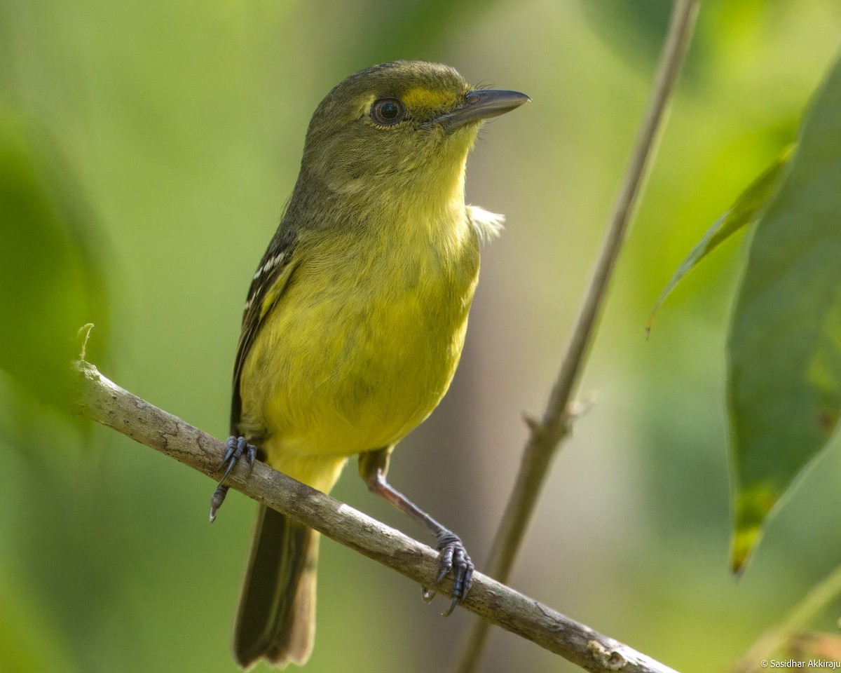 Mangrove Vireo - Sasi Akkiraju