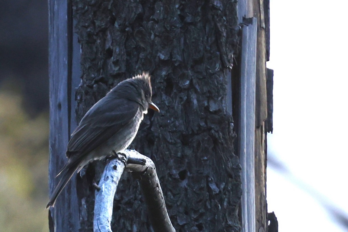 Greater Pewee - JOEL STEPHENS