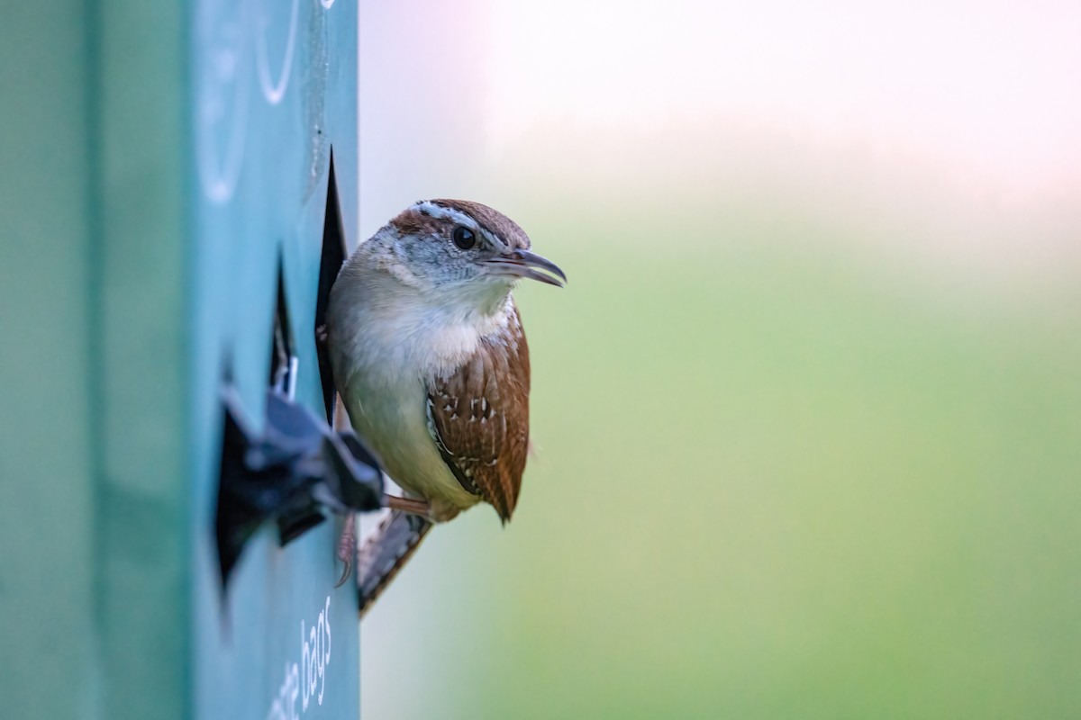 Carolina Wren - Matthew Bellew