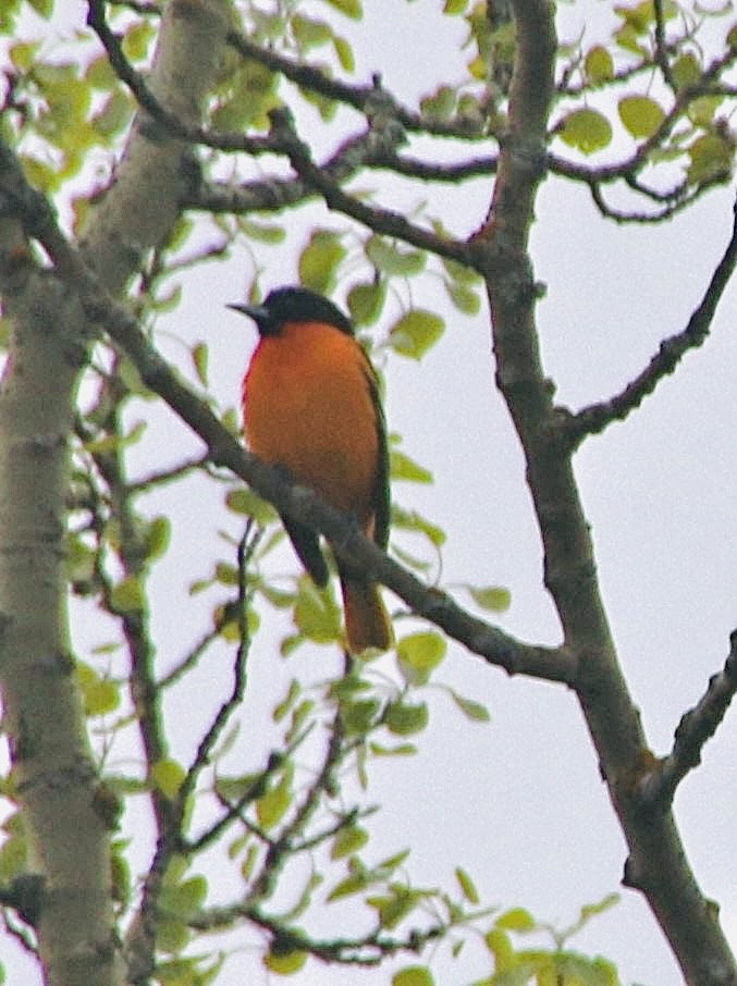 Baltimore Oriole - Stephanie Nyhof