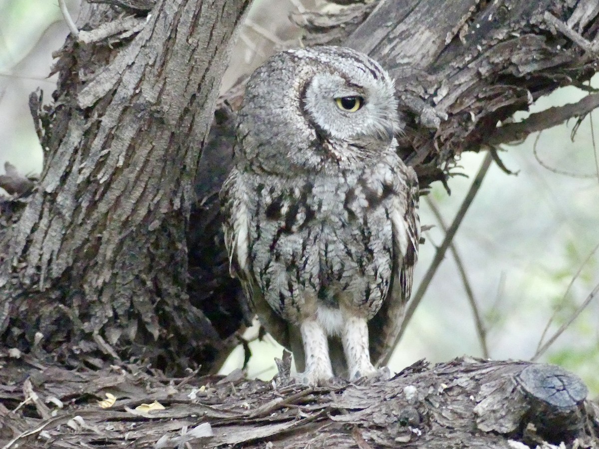 Western Screech-Owl - Dennis Wolter