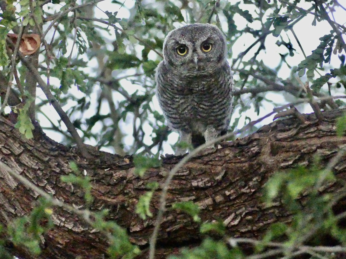 Western Screech-Owl - Dennis Wolter