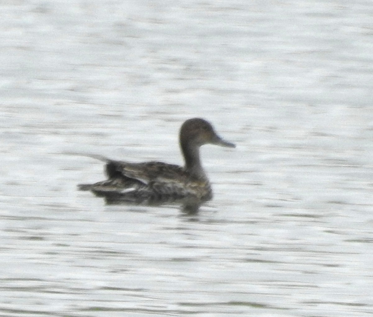 Northern Pintail - Keith Condon