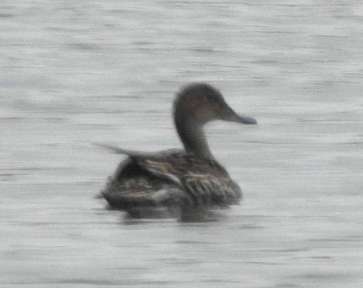 Northern Pintail - Keith Condon