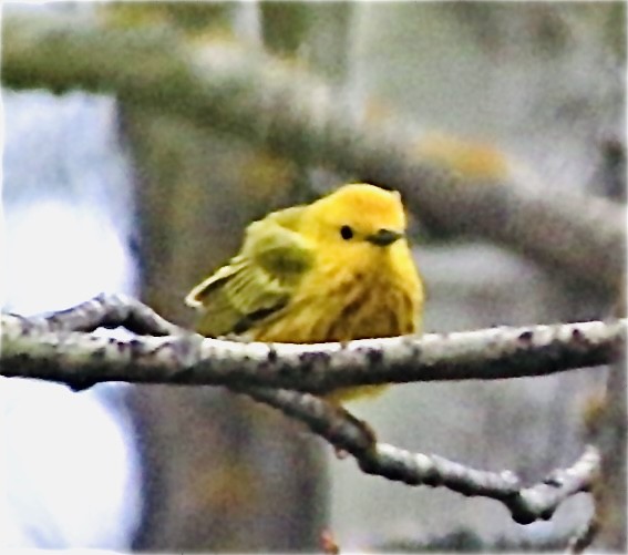 Yellow Warbler - Stephanie Nyhof