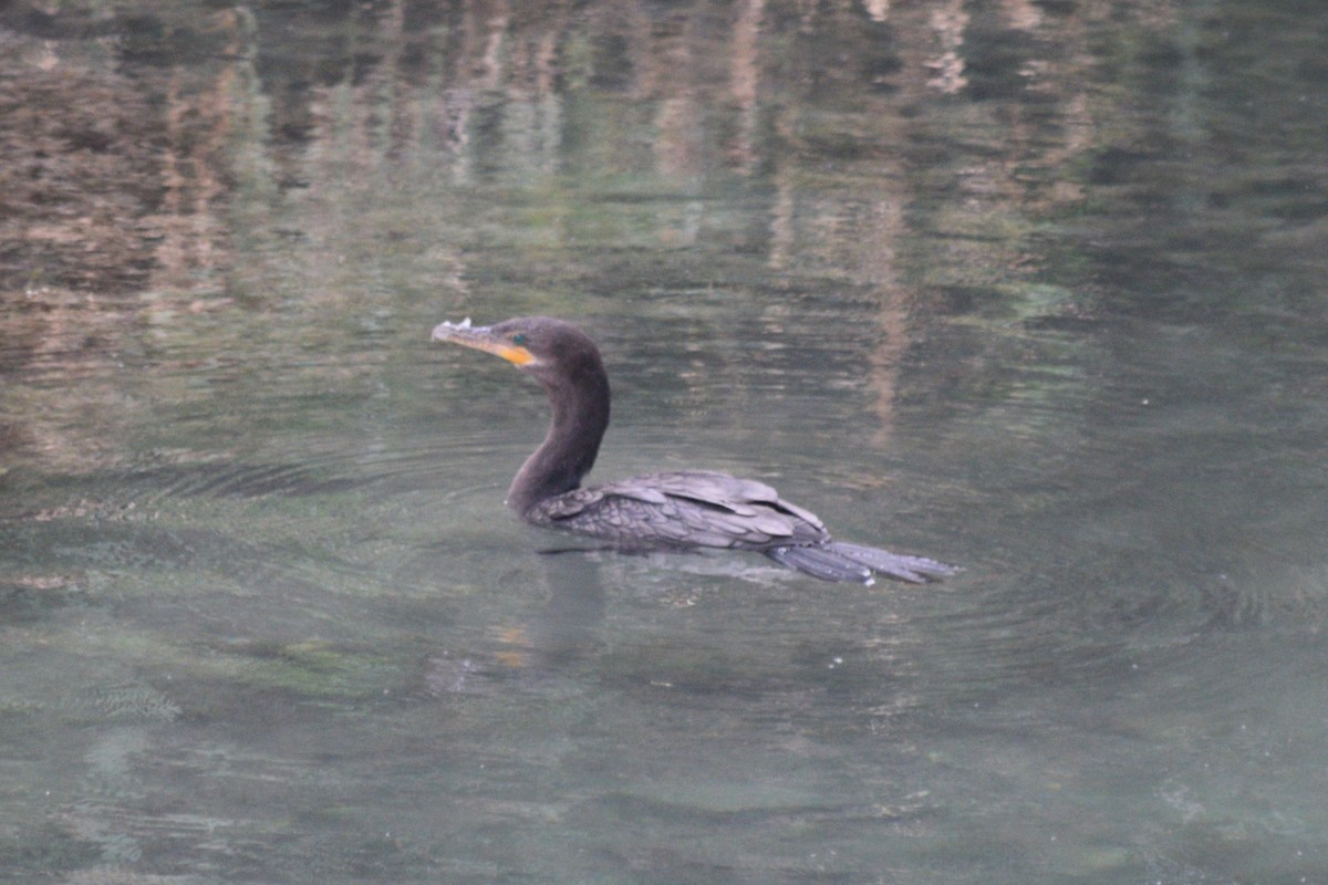 Cormorán Biguá - ML619267458
