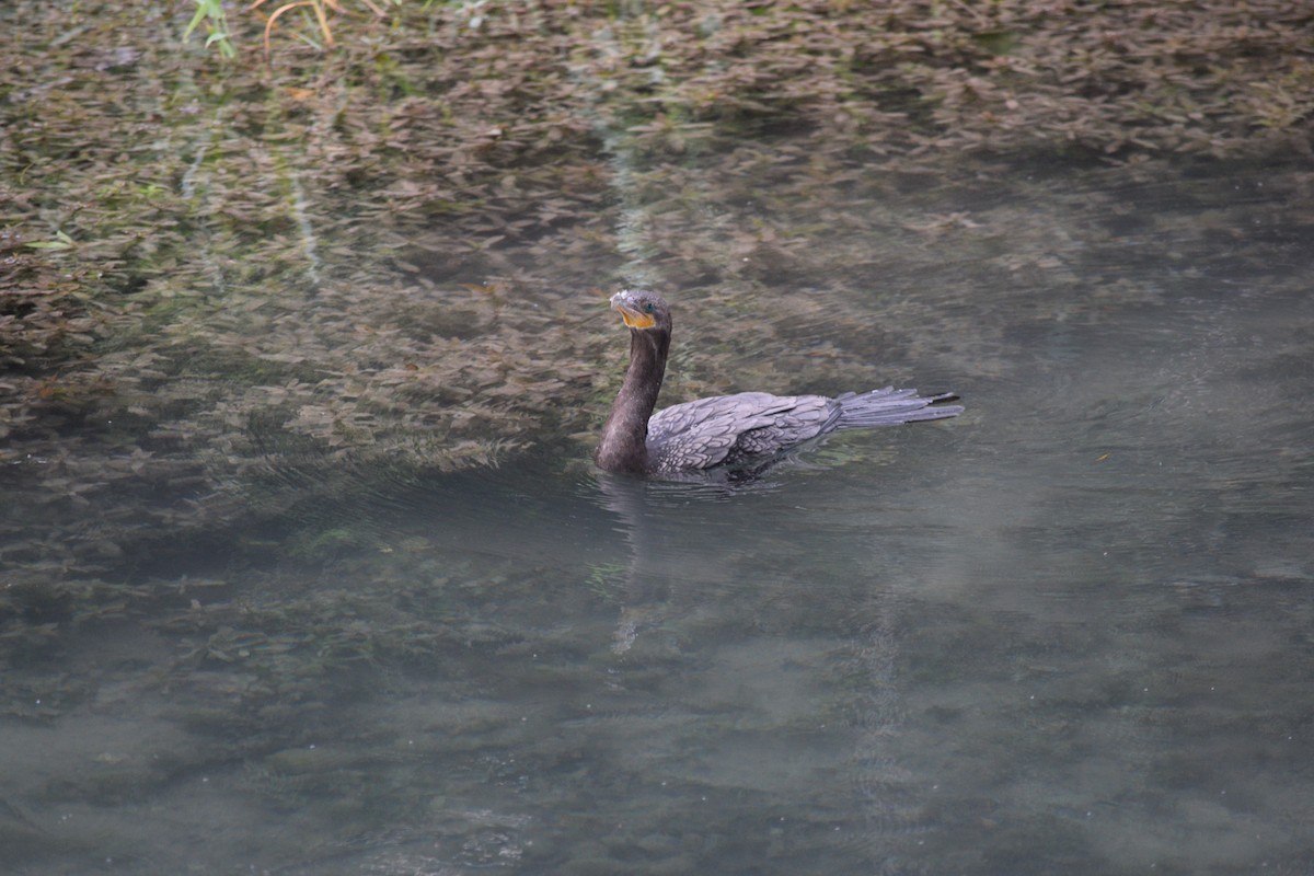Cormorán Biguá - ML619267460