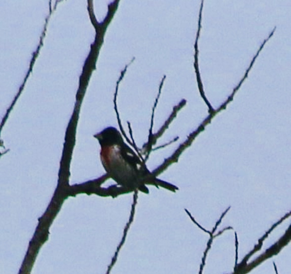 Rose-breasted Grosbeak - Stephanie Nyhof