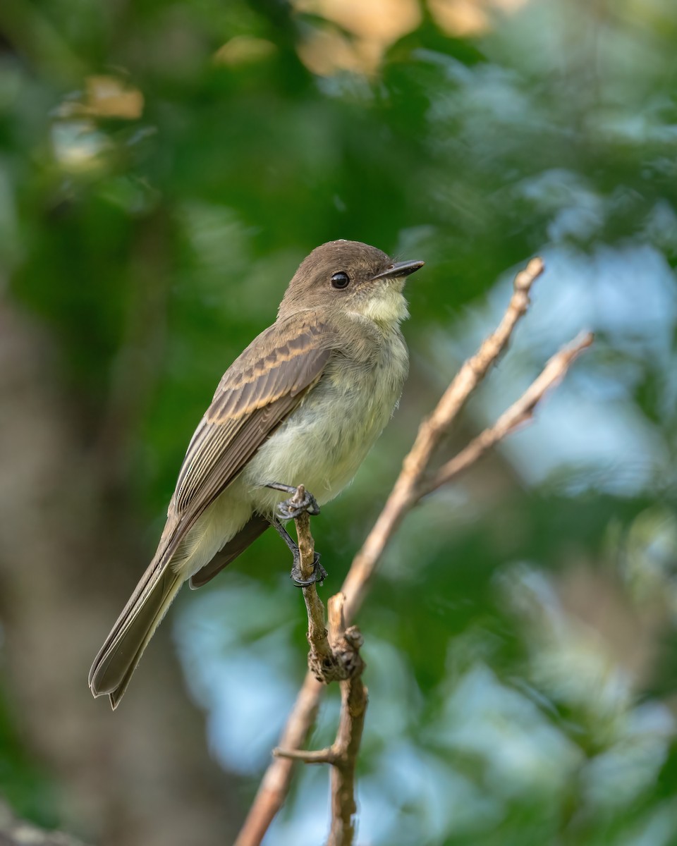 Eastern Phoebe - Matthew Bellew