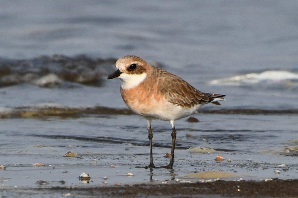 Greater Sand-Plover - Mohan Shenoy