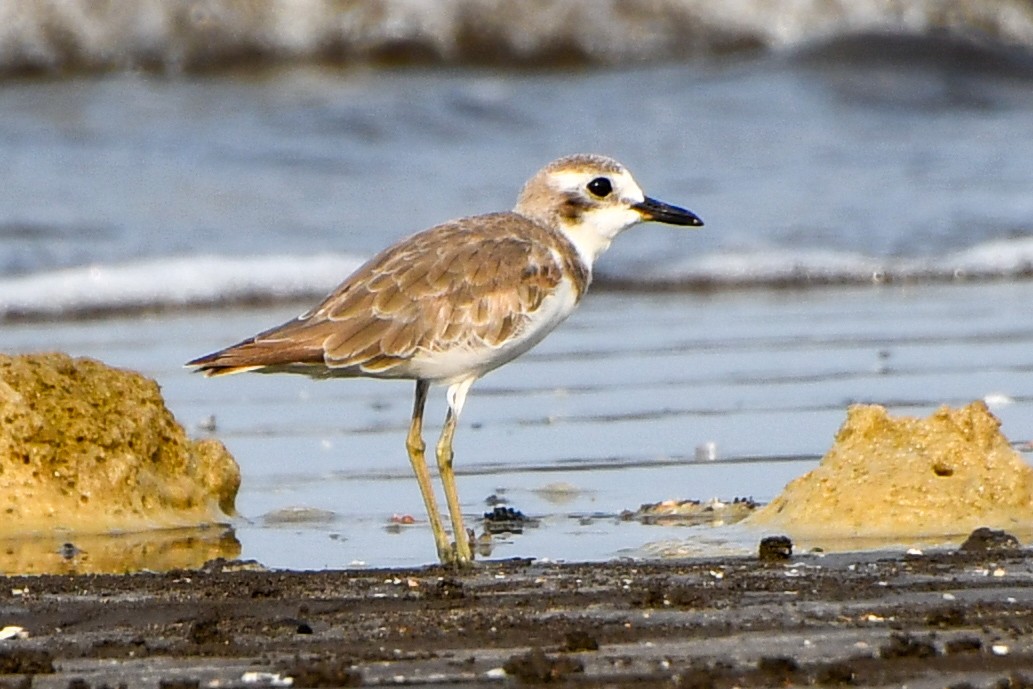 Greater Sand-Plover - Mohan Shenoy