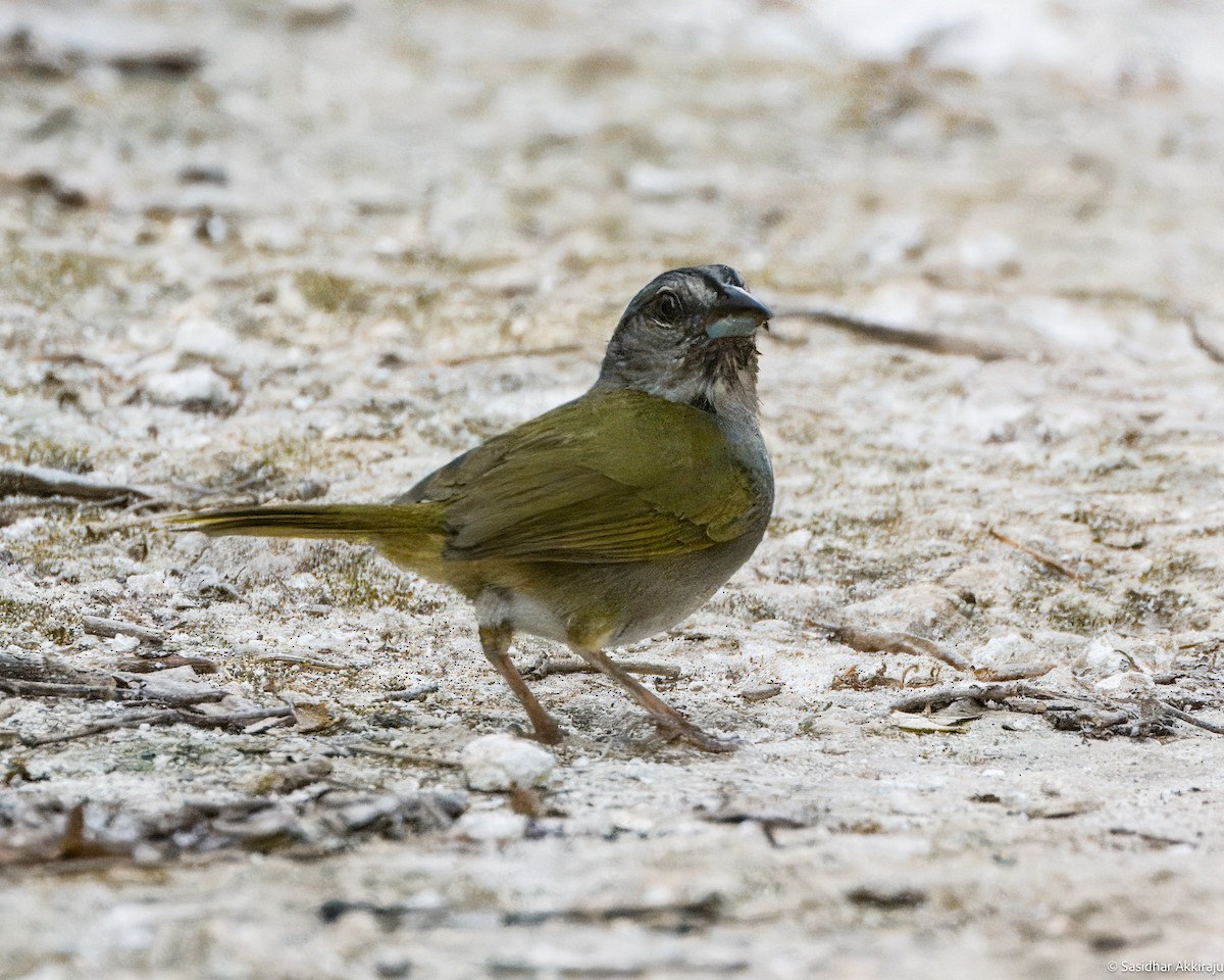 Green-backed Sparrow - Sasi Akkiraju
